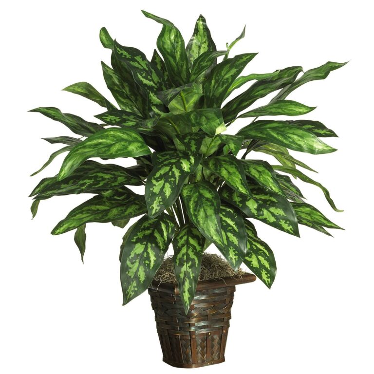 Silver King w Basket Silk Plant