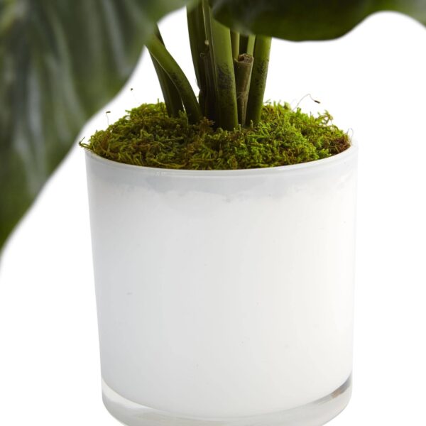 Close-up of leaf foliage texture on this Spathifyllum in Glossy Glass Planter