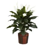 Spathyfillum w Vase Silk Plant