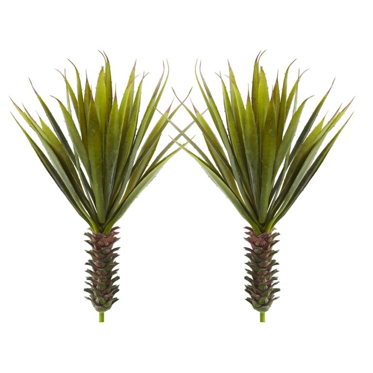 Close-up of leaf foliage texture on this Spiky Agave Succulent Plant Set of 2