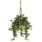 Stephanotis in Hanging Basket hanging basket for home decor
