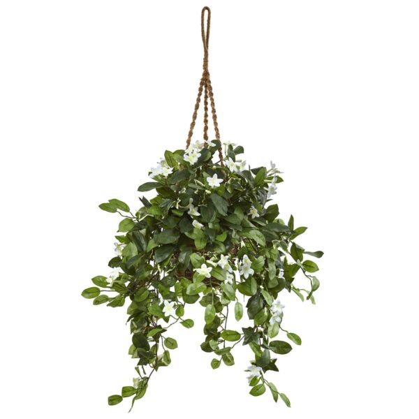 Stephanotis in Hanging Basket hanging basket for home decor