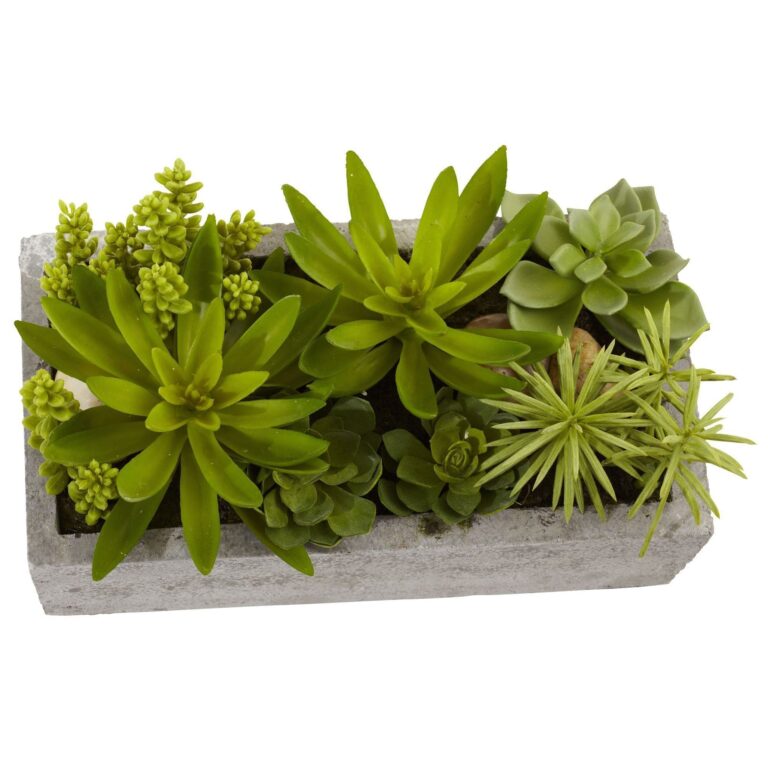 Close-up of leaf foliage texture on this Succulent Garden w Concrete Planter