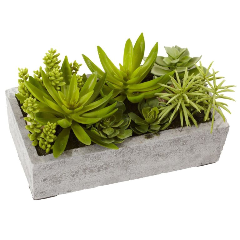 Succulent Garden w Concrete Planter