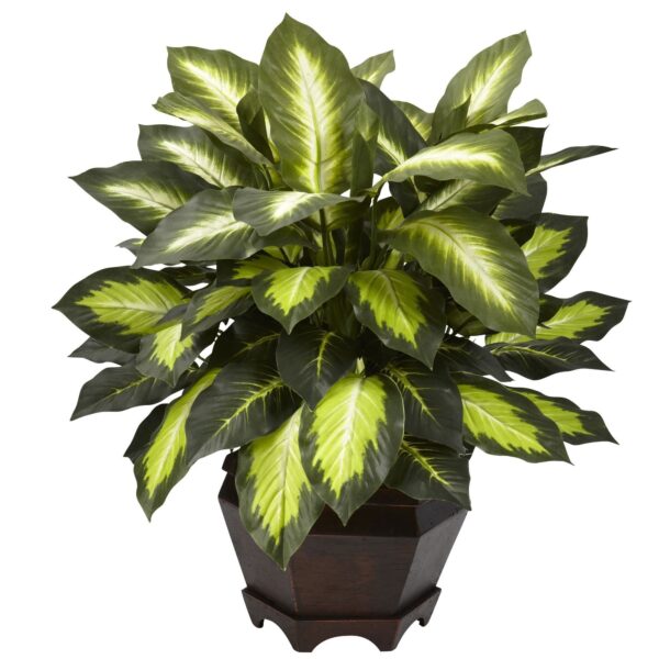 Triple Golden Dieffenbachia w Wood Vase