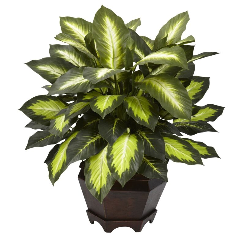 Triple Golden Dieffenbachia w Wood Vase