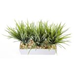 Close-up of leaf foliage texture on this Vanilla Grass in Rectangular Planter