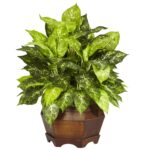 Variegated Dieffenbachia w Large Hexagon Silk Plant