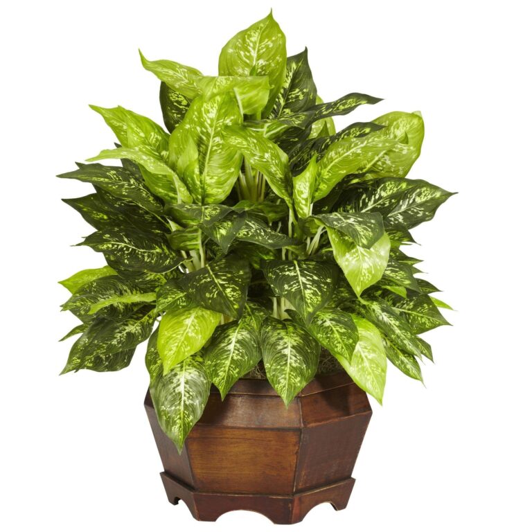 Variegated Dieffenbachia w Large Hexagon Silk Plant
