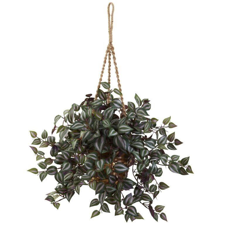 Wandering Jew Hanging Basket hanging basket for home decor