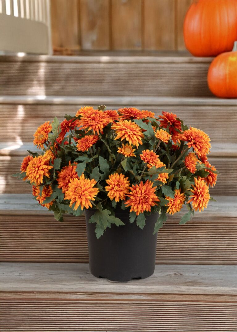 Close-up of bloom tips on this UV Treated Indoor Outdoor Potted Fake Fall Orange