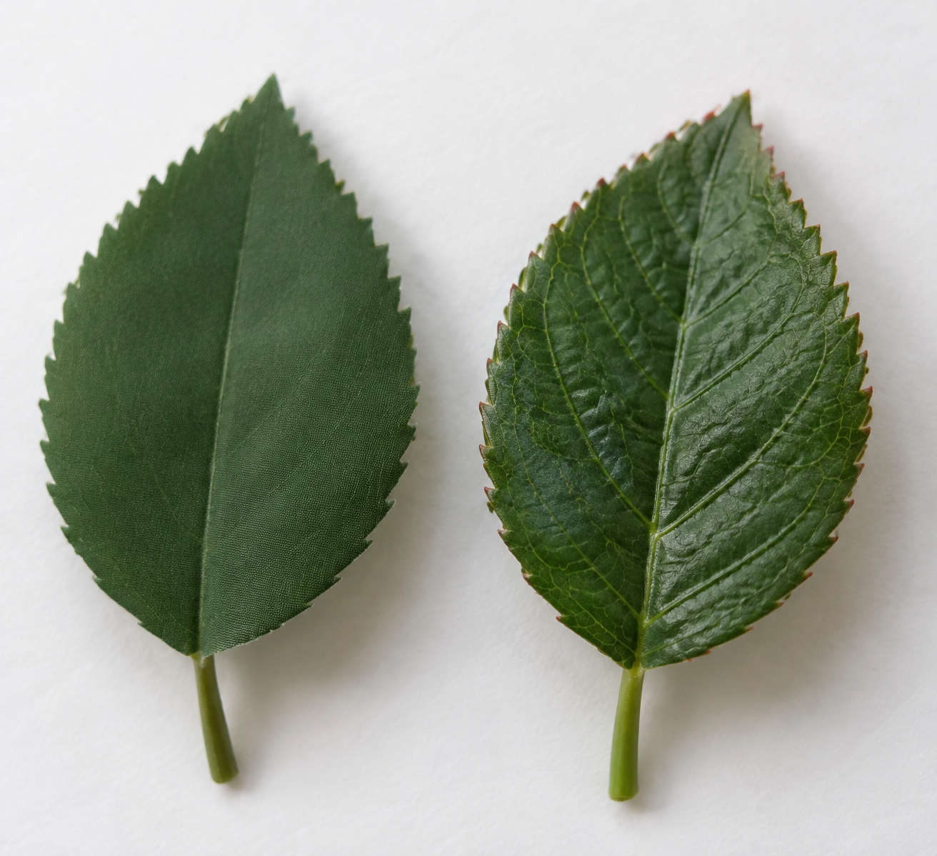 Two artificial rose leaves with different detail levels on white card