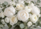 All-white wedding bouquet of peonies, roses and ranunculus with eucalyptus
